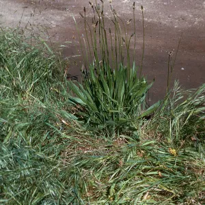 Plantago lanceolata