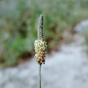 Plantago