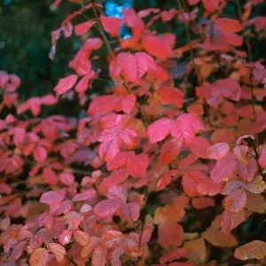 Poison Oak
