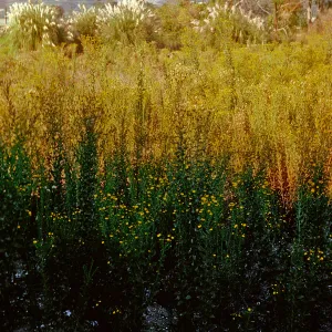 Pampas & Heterotheca