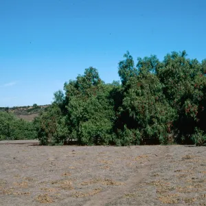 Pepper, Orcutt