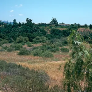 Pepper Trees above Tuckers Grove