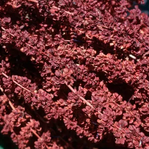 Dock fruit