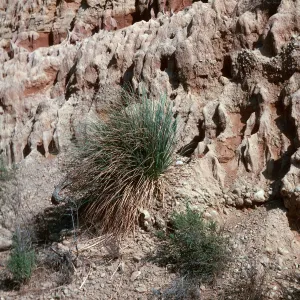 Pampas