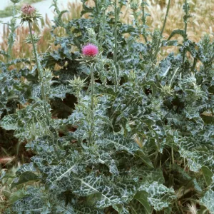 Milk Thistle