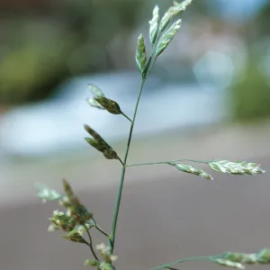 Poa annua