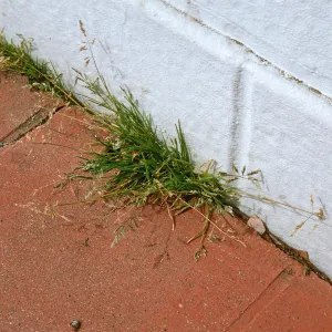 Poa annua
