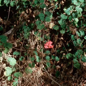 Pelargonium hortorum