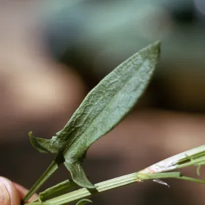 Rumex acetosella