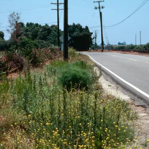 Rumex kerneri, Carpinteria school - Foothill Road