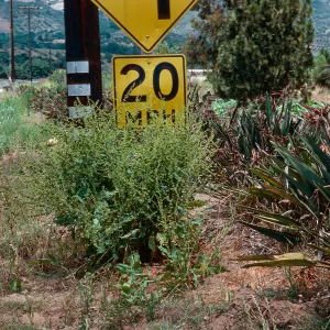 Rumex kerneri, Carpinteria school