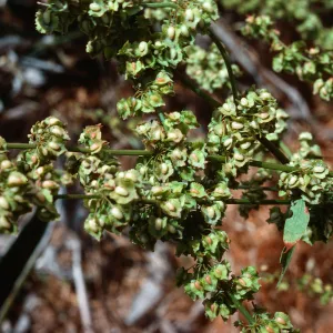 Rumex kerneri, Carpinteria school