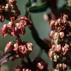 Rumex crispus