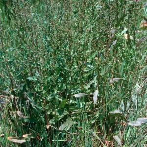 Rumex conglomeratus, Las Flores