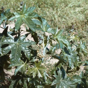 Ricinus