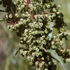 Rumex crispus