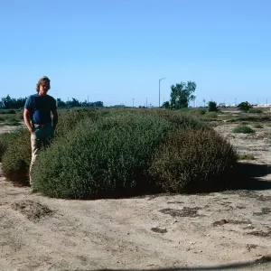 Salsola, Santa Maria