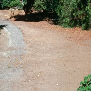 Spergularia, Santa Barbara Museum