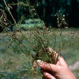 Spergularia, Black Lake (Nipomo)