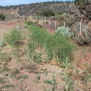 Sisymbrium, UCV above Ozena