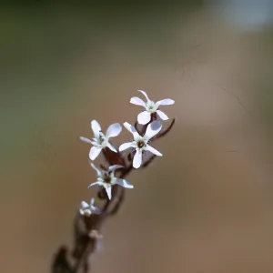 Silene gallica