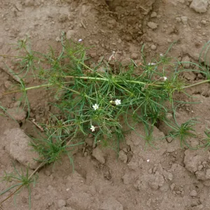 Sand Spurrey