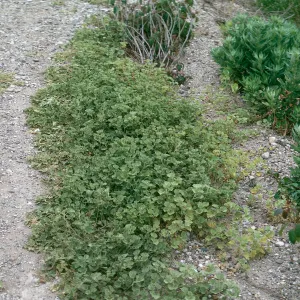 Sidalcea