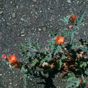 Sphaeralcea (Santa Barbara Museum)