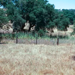 Milk Thistle beneath oak