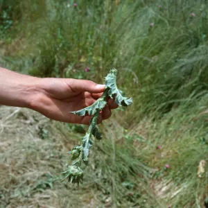 cut Milk Thistle, Las Cruces