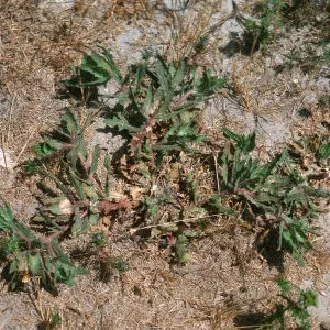 Blessed Thistle, Las Flores