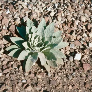 Verbascum, R R El Capitan