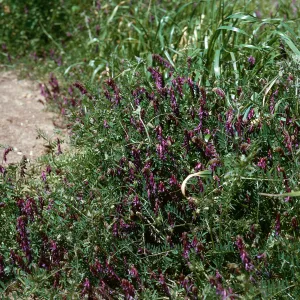 Vicia benghalensis