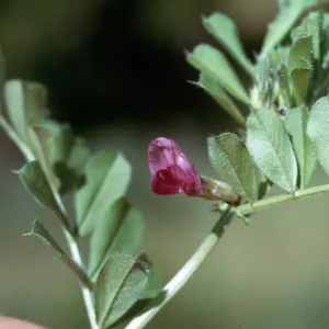 Vicia sativa
