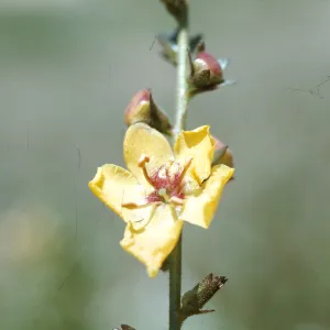 Verbascum virgatum