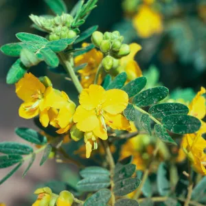 Cassia tomentosa