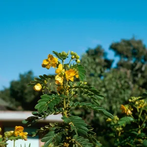 Cassia