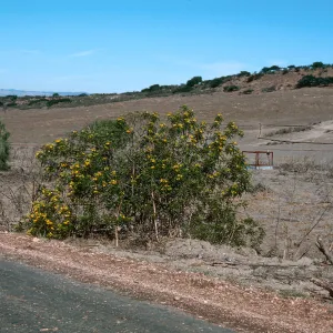 Cassia, Orcutt