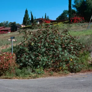 Castor bean