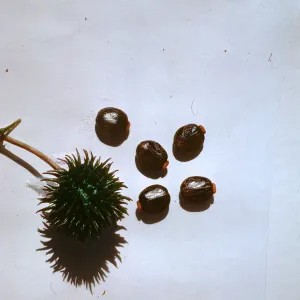 Castor seeds