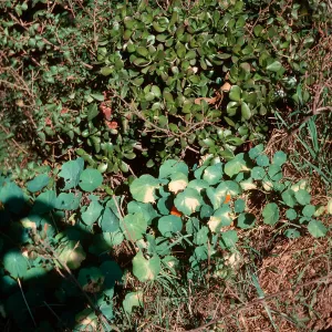 Crassula, Nasturtium