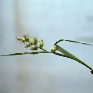 Cenchrus fruit