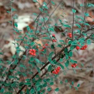 Cotoneaster