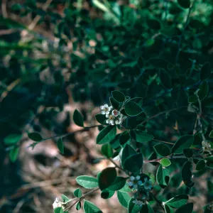 Cotoneaster