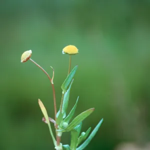 Cotula coronopifolia