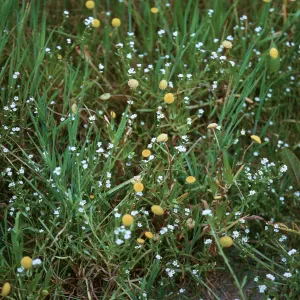 Cotula coronopifolia