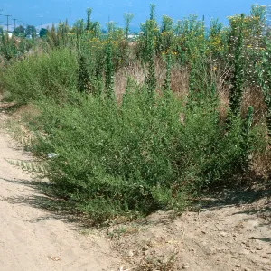 Chenopodium ambrosioides