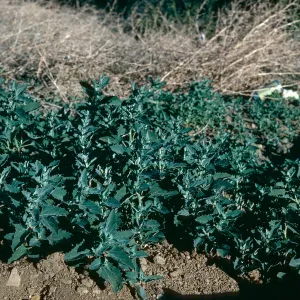 Chenopodium album