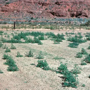 Chenopodium album, Santa Barbara Canyon