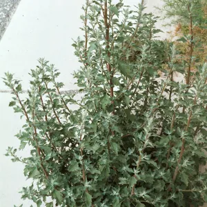Chenopodium album